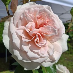 La Perle de Beire