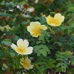 Rosa primula