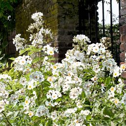 Rosanatura Alba®