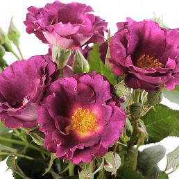 Princesse Sibilla de Luxembourg®