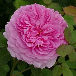 Princess Anne®