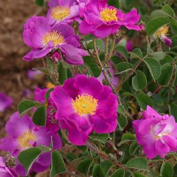 Rosa gallica violacea