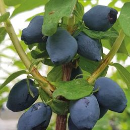 Fruity Berry