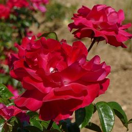 Amour de Saverne®