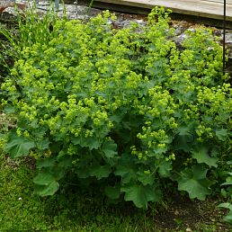 Alchemilla mollis