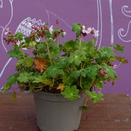 Geranium macrorrhizum 'Spessart'