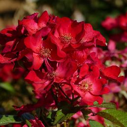 Poppy Rose®