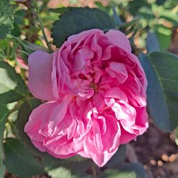 Rosa damascena quatre saisons