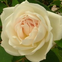 Hume's Blush Tea-Scented China