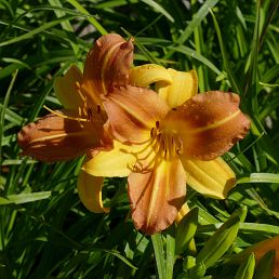 Hemerocallis EveryDaylily Punch Yellow®