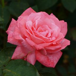 Parfum de Franche-Comté®