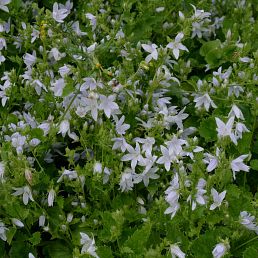 Campanula portenschlagiana Eh Frost