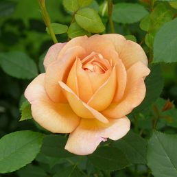 Lady of Shalott®