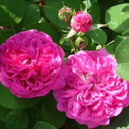 Reine des Violettes