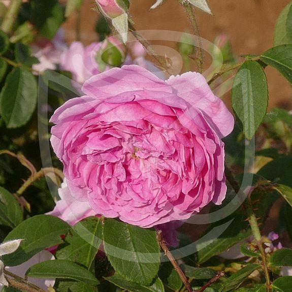 Harlow Carr®