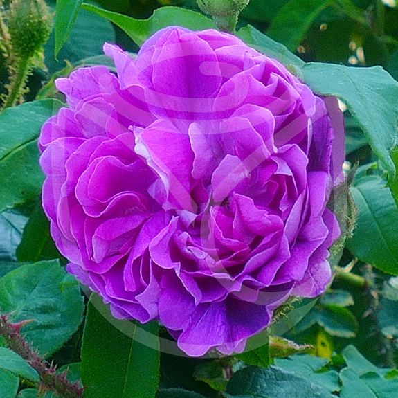 William Lobb
