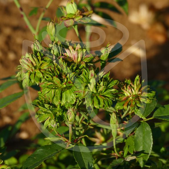 Rosa chinensis Viridiflora