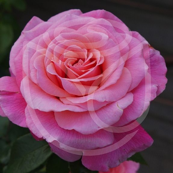 Diane de Ribes®