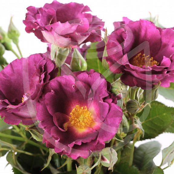 Princesse Sibilla de Luxembourg®