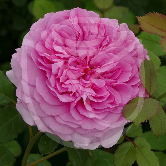 Princess Anne®
