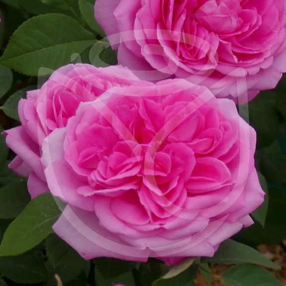 Gertrude Jekyll®