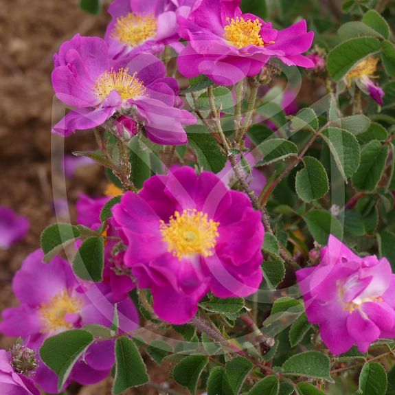 Rosa gallica violacea