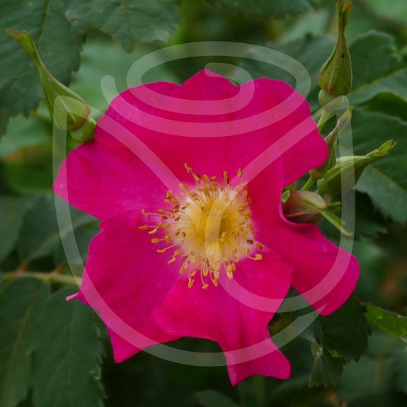 Rosa arkansana