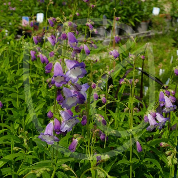 Penstemon 'Alice Hindley'