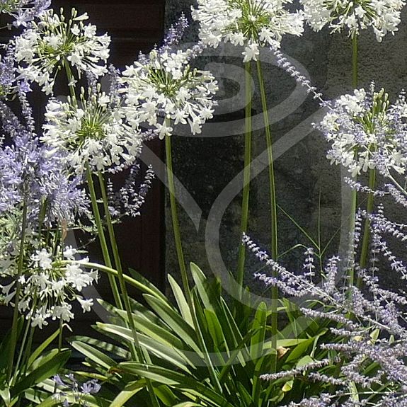 Agapanthus umbellatus Alba