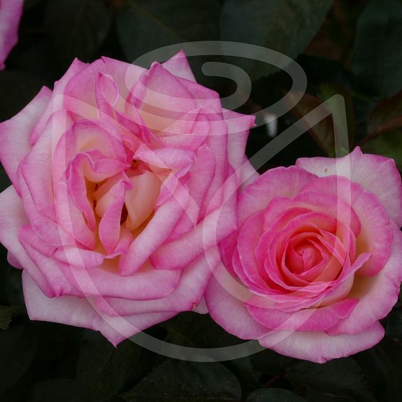 Princesse de Monaco®