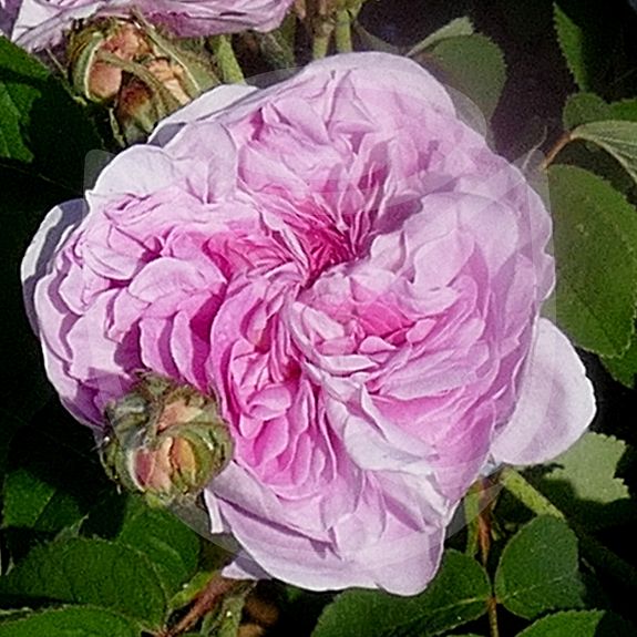 Gloire de France