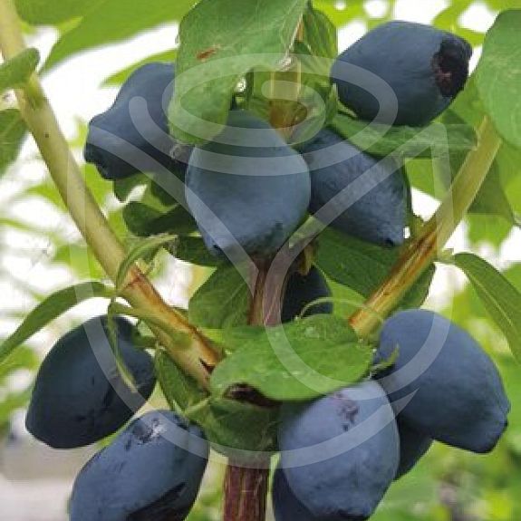 Fruity Berry