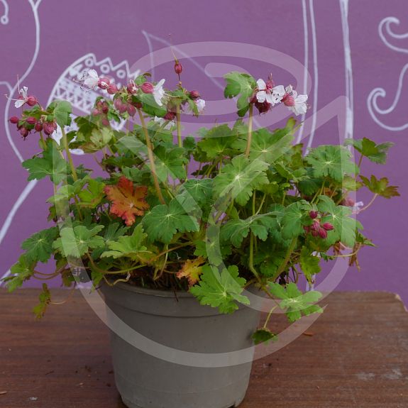 Geranium macrorrhizum 'Spessart'