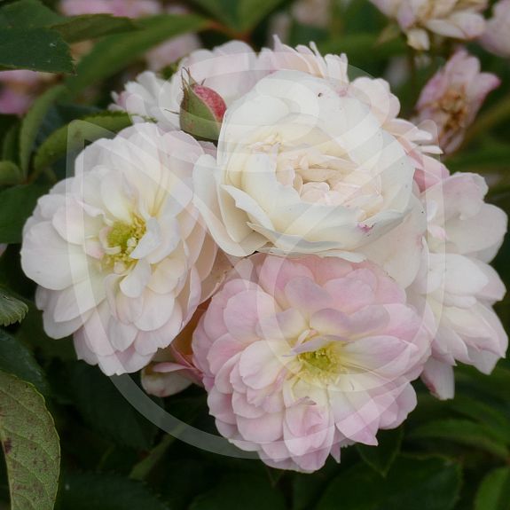 Heavenly Pink®