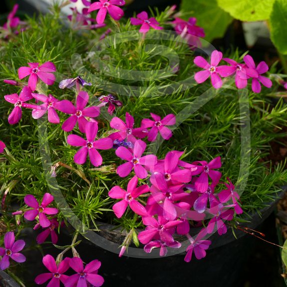 Phlox Douglasii-hybride 'Crackerjack'