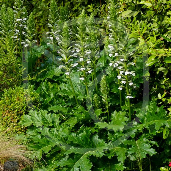 Acanthus mollis