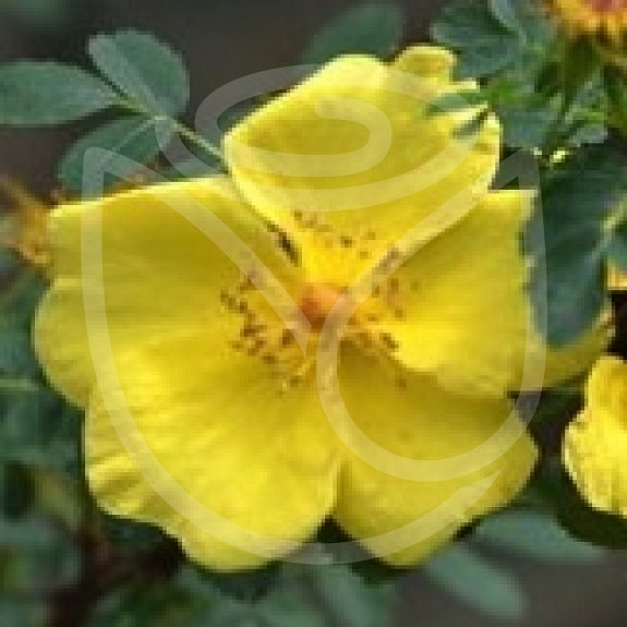 Golden Chersonese