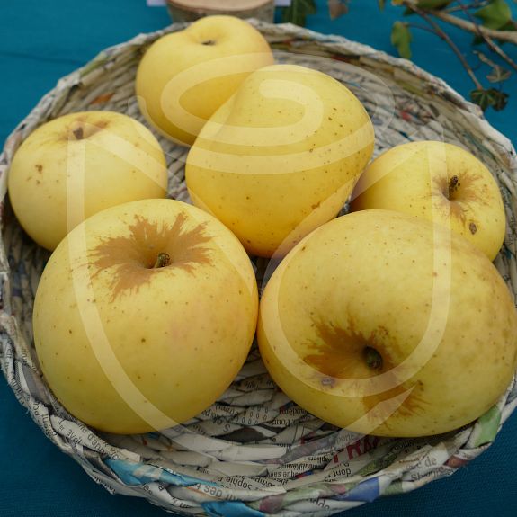 Reinette de Savoie
