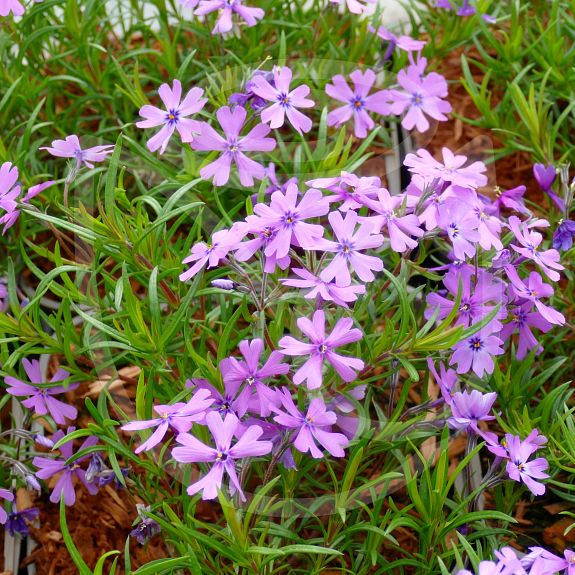 Phlox subulata Purple beauty
