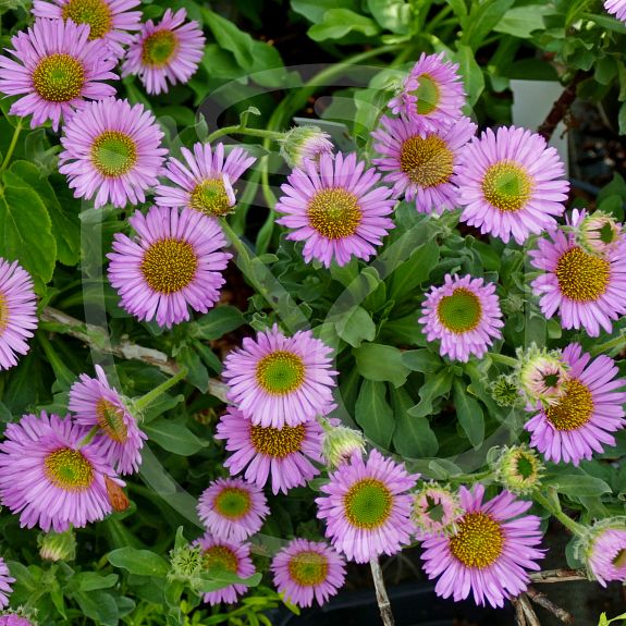 Erigeron glaucus mauve