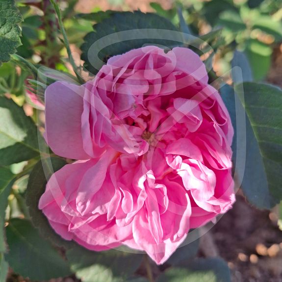 Rosa damascena quatre saisons