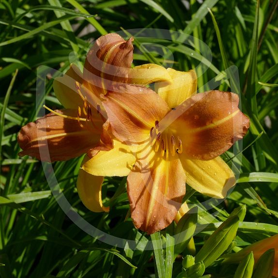 Hemerocallis EveryDaylily Punch Yellow®