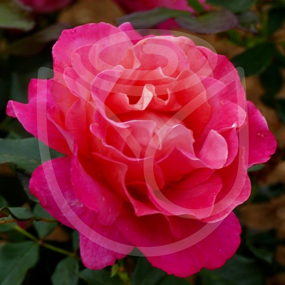 Belle Epoque®