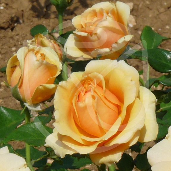 Rose Alleyson®