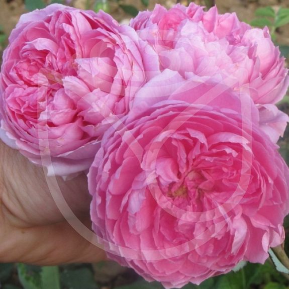 Alan Titchmarsh®
