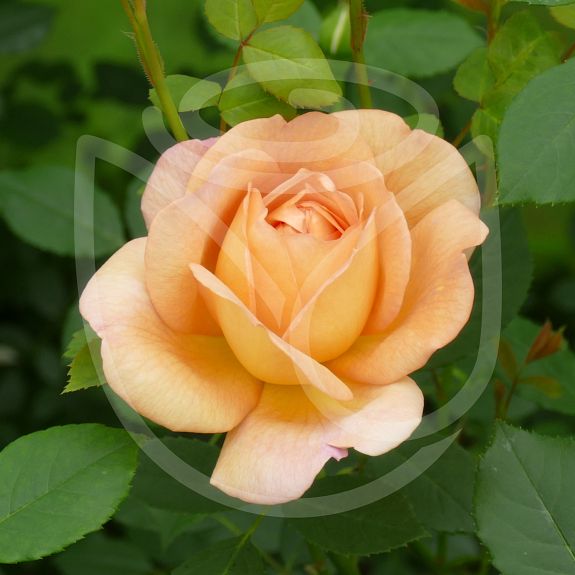 Lady of Shalott®