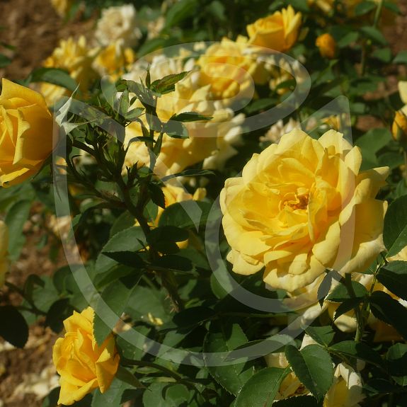 Carte d'or®