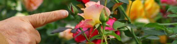 Inspirations personnalisées&nbsp;: Quelles plantes pour mon jardin&nbsp;?
