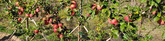 De l'arbre aux fruits - Samedi 23 novembre