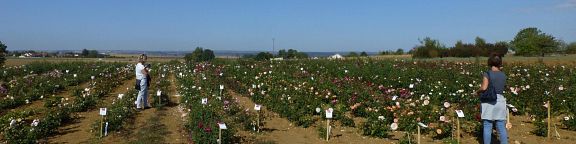 Visite guidée au milieu des roses